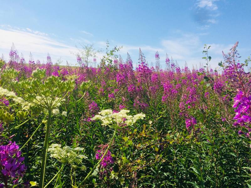 Klimaschutz und Nachhaltigkeit © Landkreis Anhalt-Bitterfeld